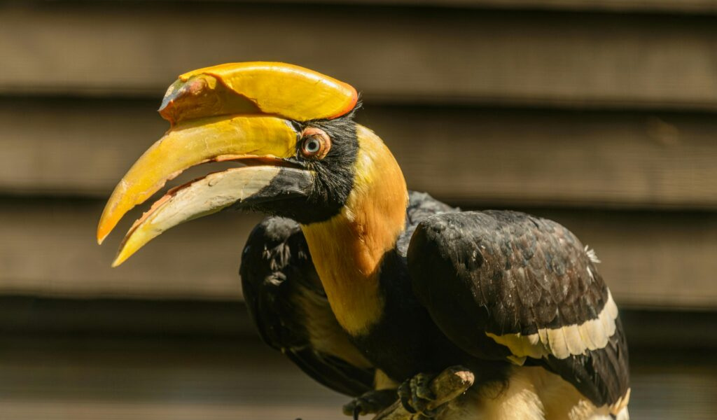 Great Hornbill