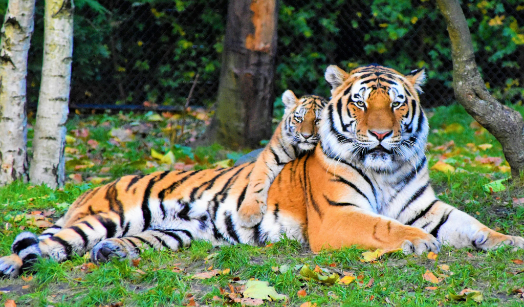 Reproduction of Bengal Tiger