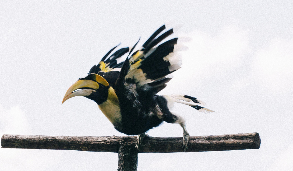 Size of Great Hornbill