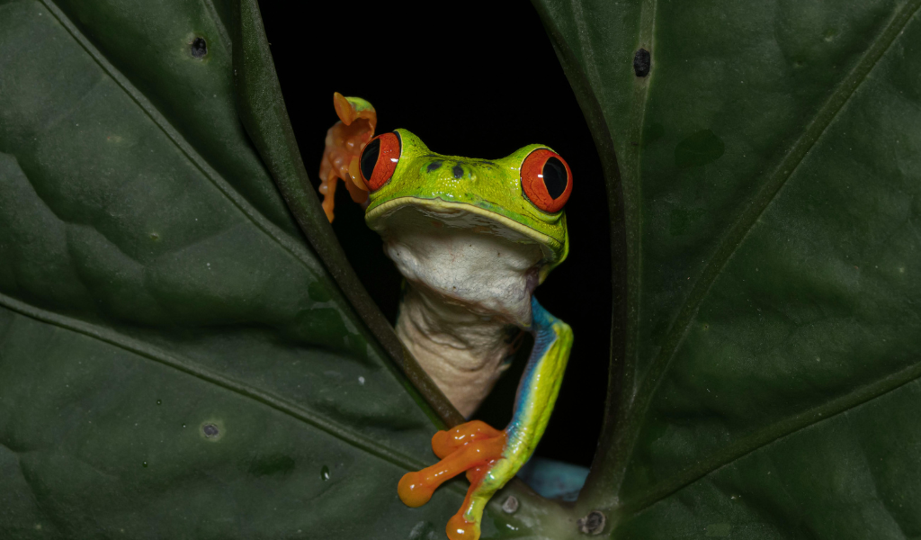  Red-Eyed Tree frog