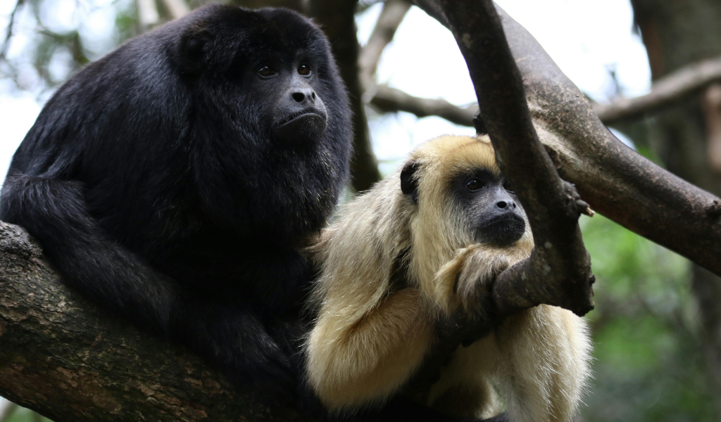 White-Cheeked Spider Monkey