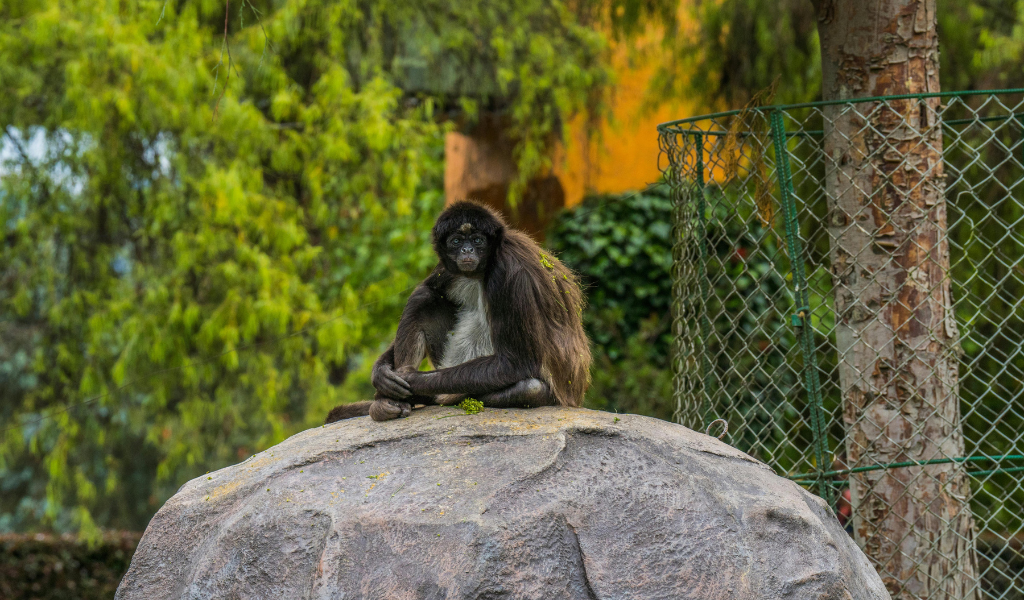 Black-Handed Spider Monkey