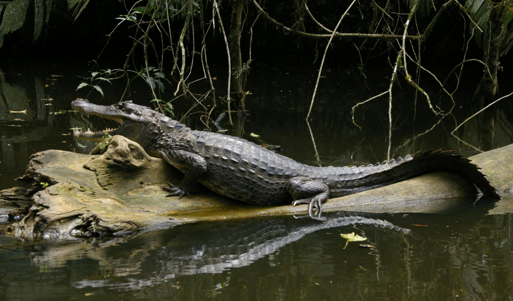 Caiman