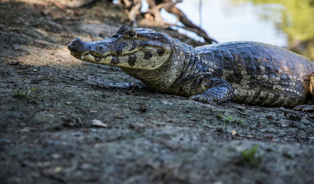 Caiman