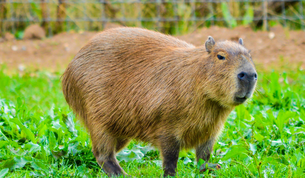 Capybara