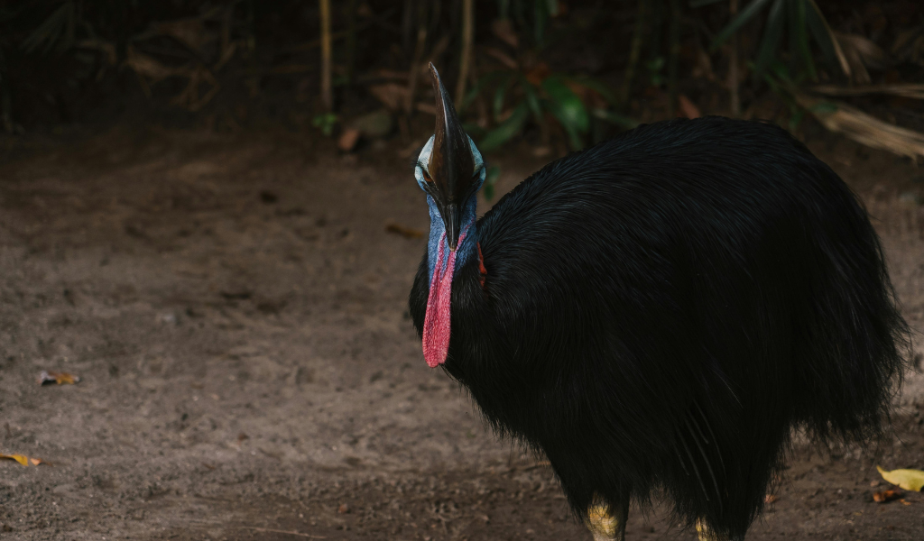 Reproduction of Cassowary