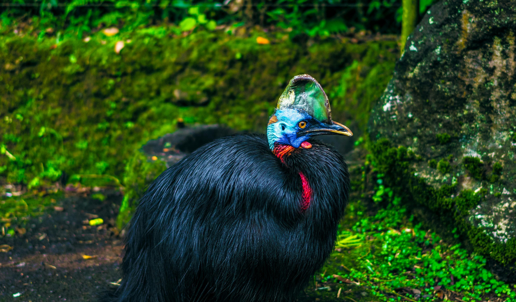 Cassowary