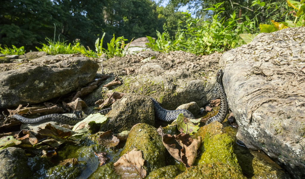 Habitat of Gaboon