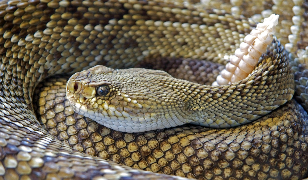 Gaboon Viper