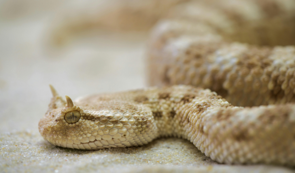 Gaboon Viper