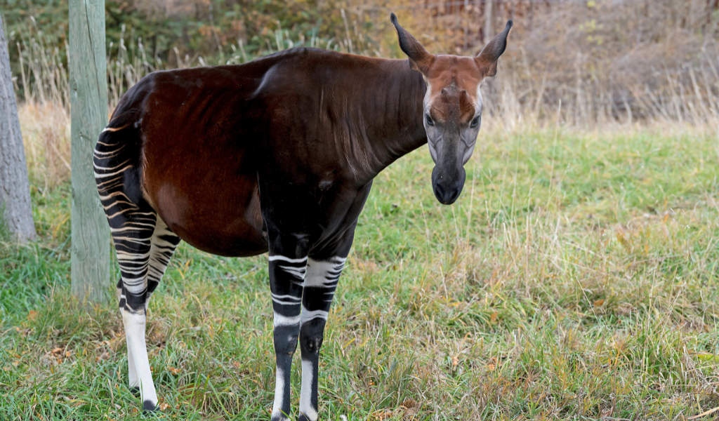 Okapi Habitat
