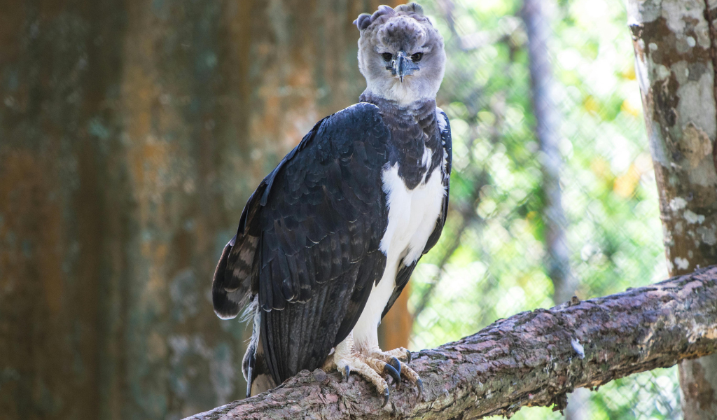 Harpy Eagle