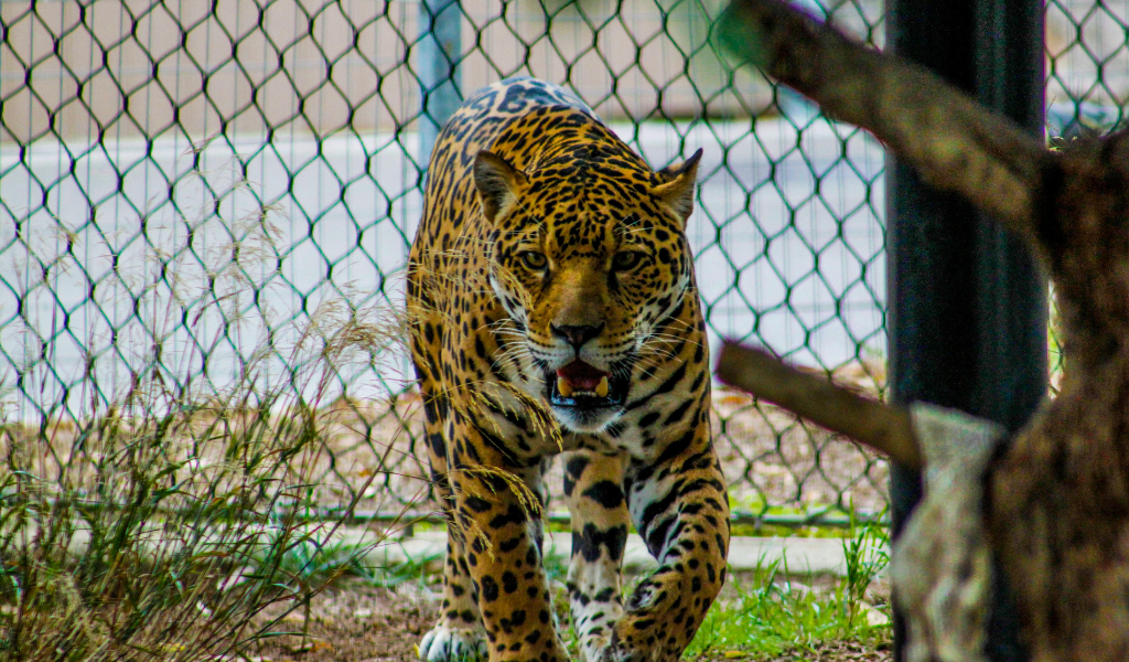 Jaguar