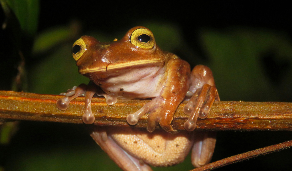 Golden Poison Dart Frog