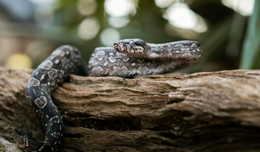 Boa Constrictors