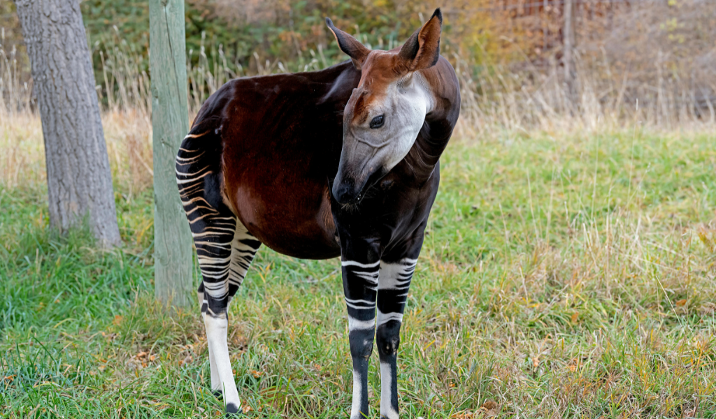 Okapi