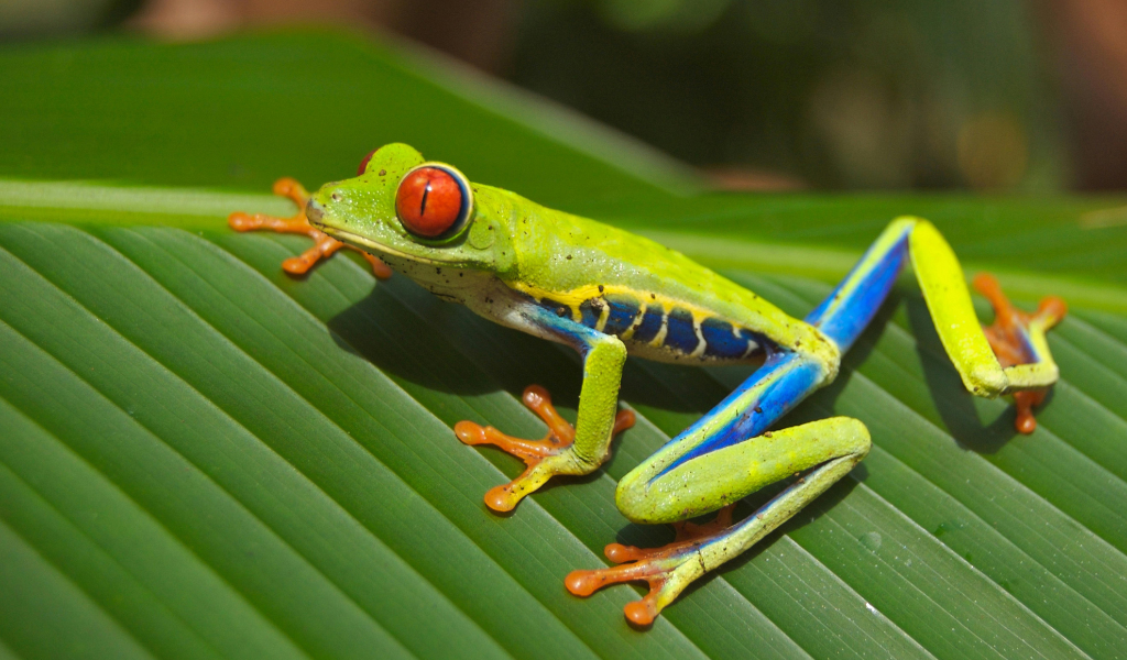 Red-Eyed Tree Frog