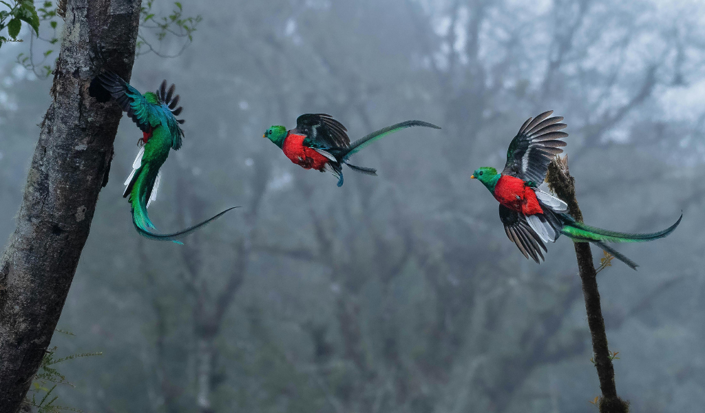 Resplendent Quetzal