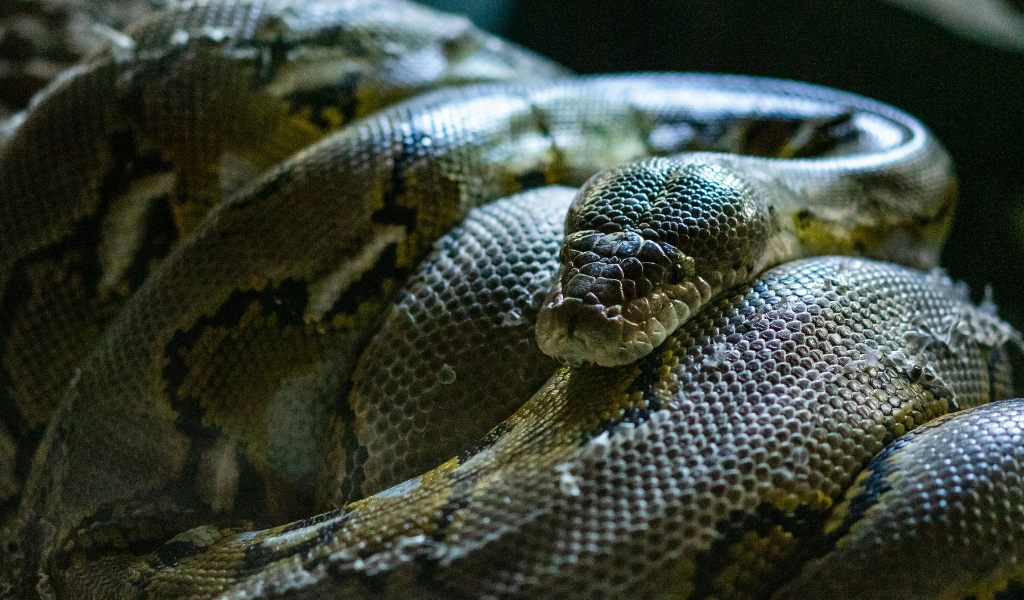 Reticulated Python