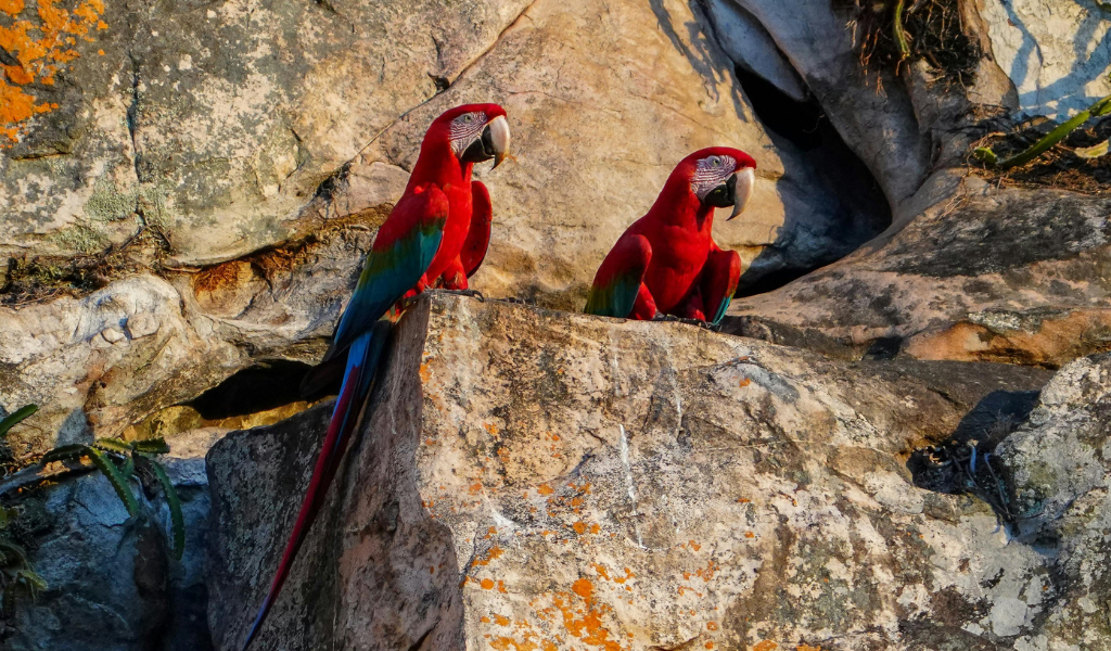 Scarlet Macaw