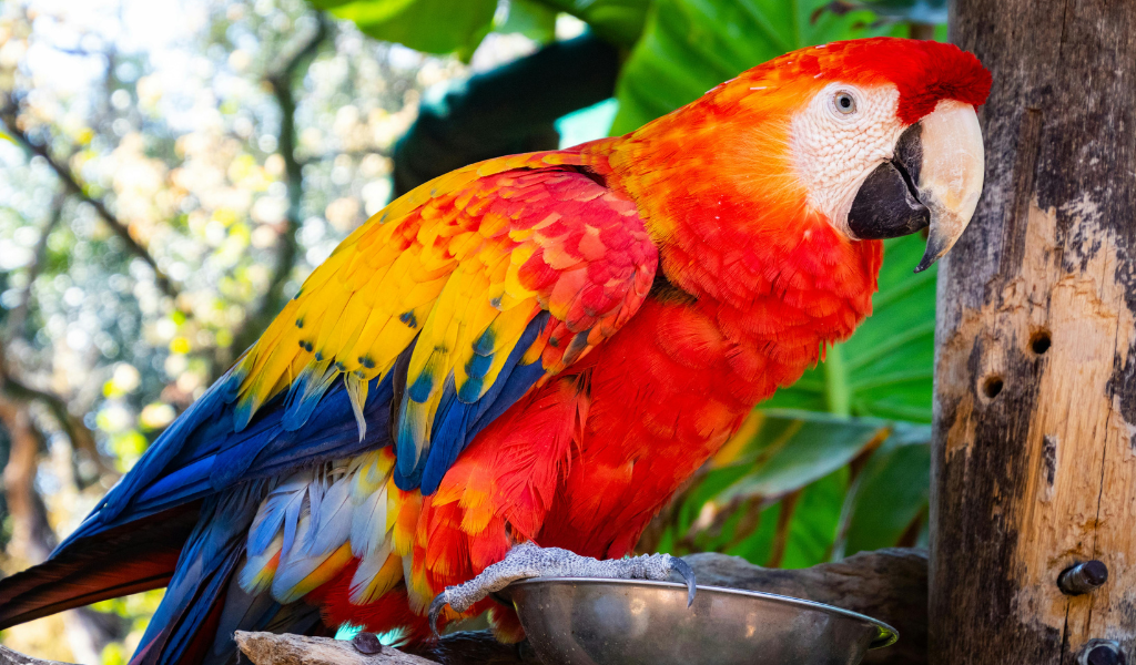 Scarlet Macaw