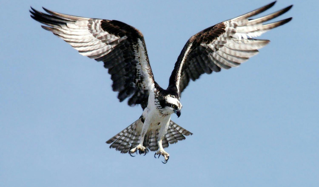 Harpy Eagle