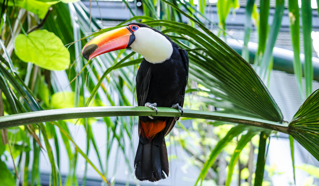 Toco Toucan