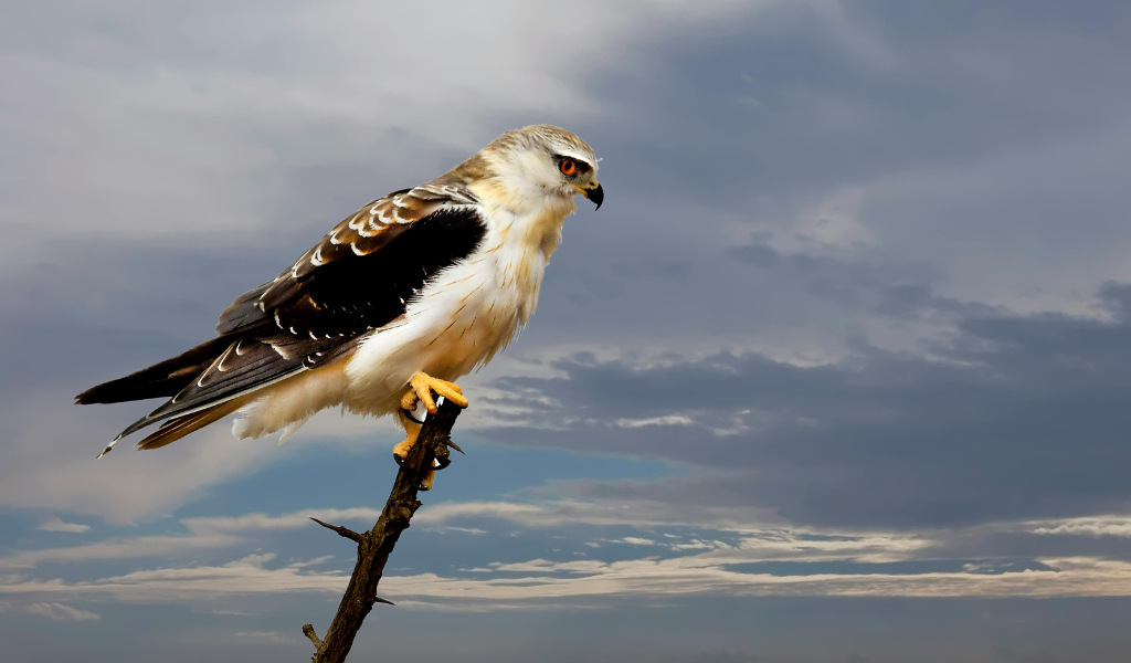 size of Harpy Eagle
