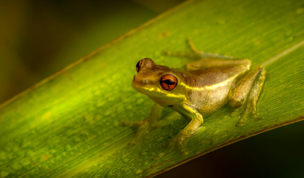 Golden Dart Frog