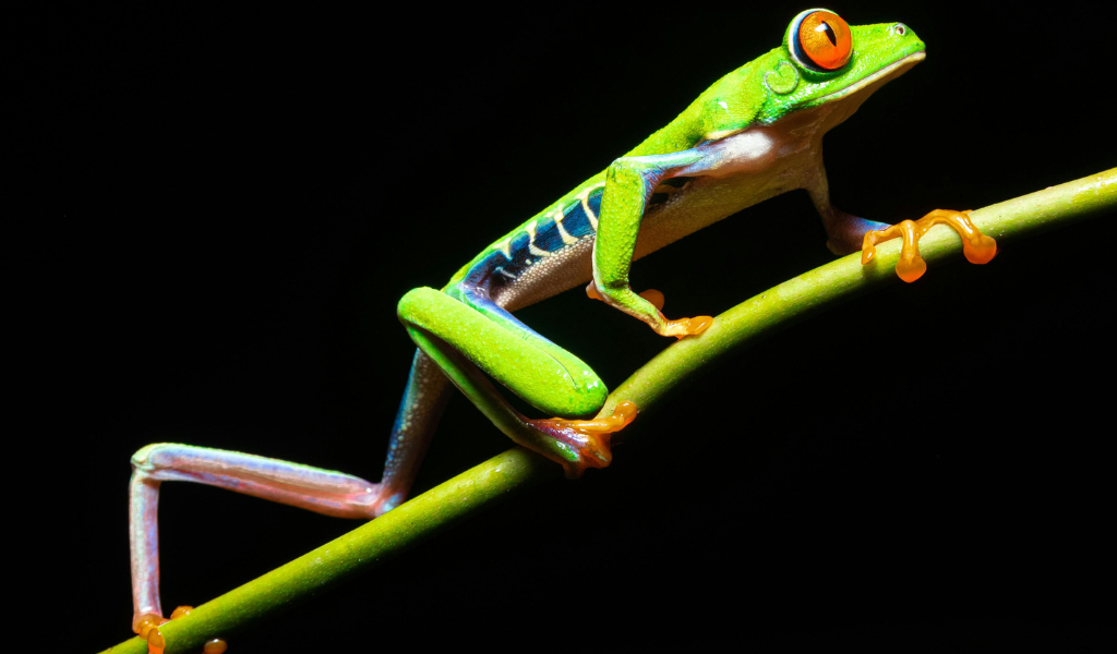 size of Red-Eyed Tree Frog