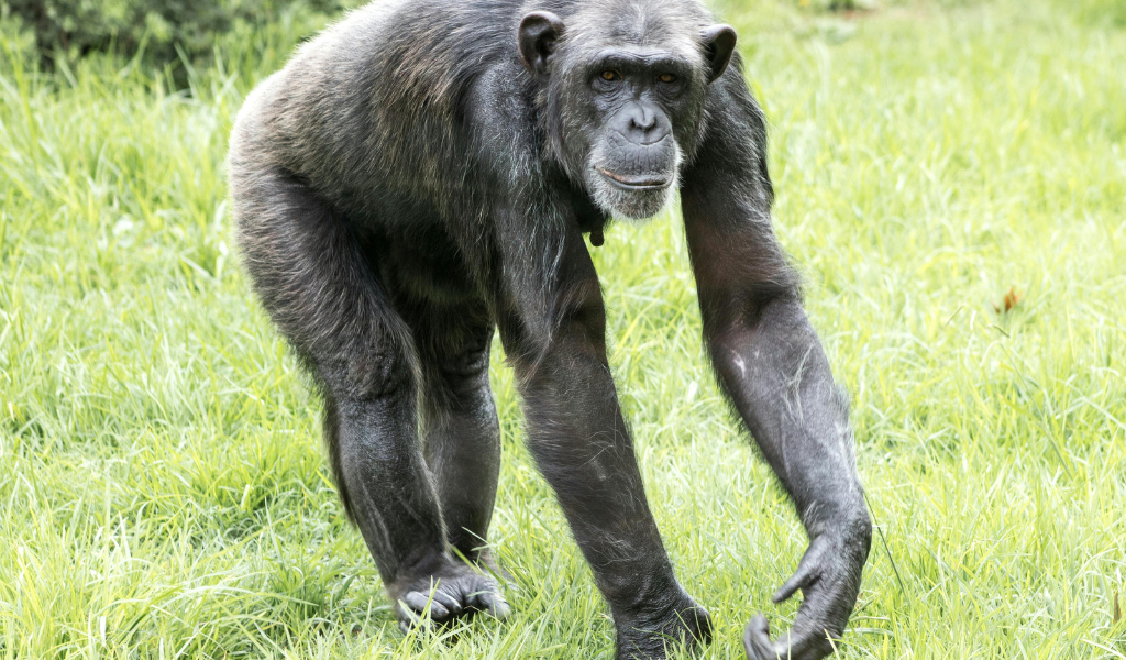 Chimpanzee