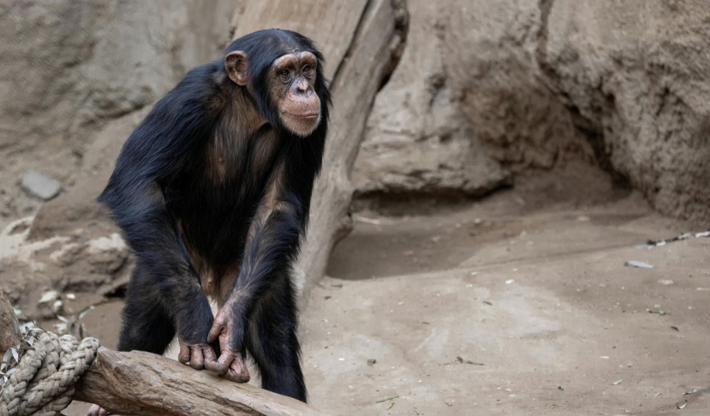 Chimpanzee