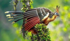 Hoatzin