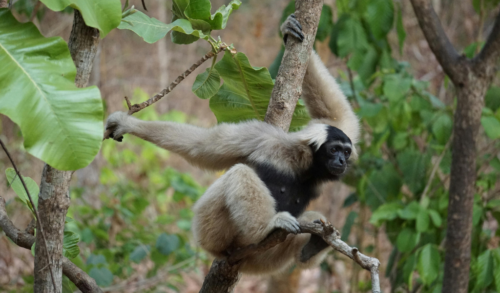 Lar Gibbon