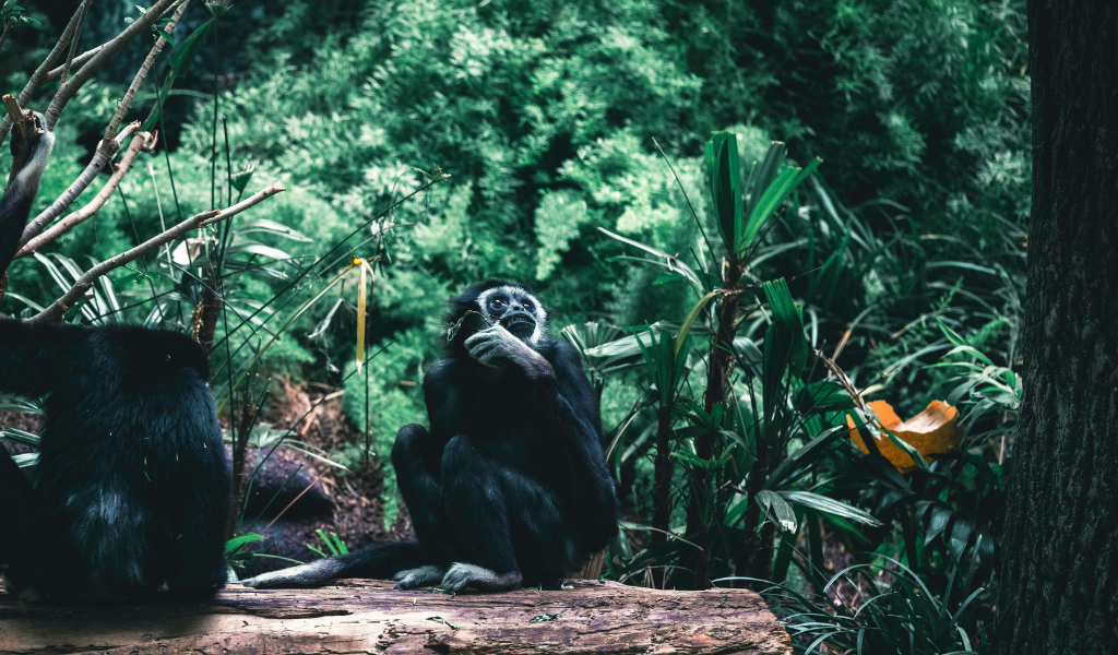 white handed gibbon