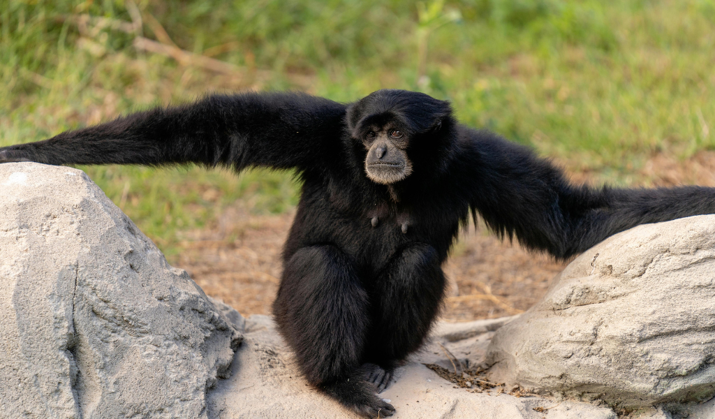 Size of siamang