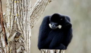 Siamang