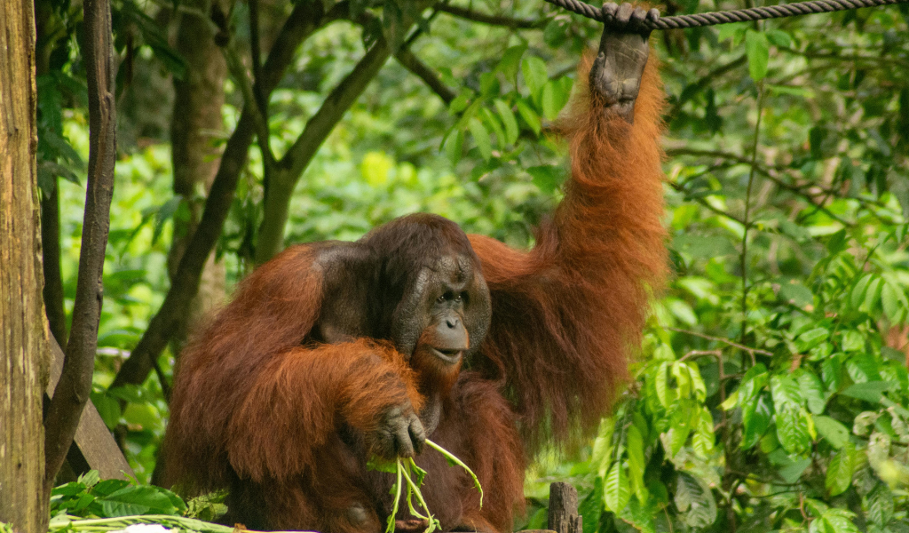 Sumatran Orangutan