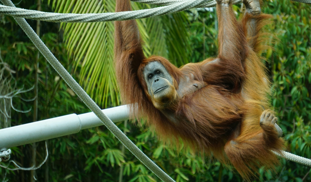 Sumatran Orangutan